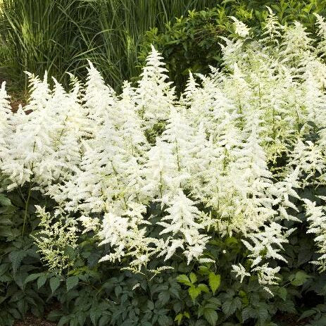 Bridal Veil Astilbe