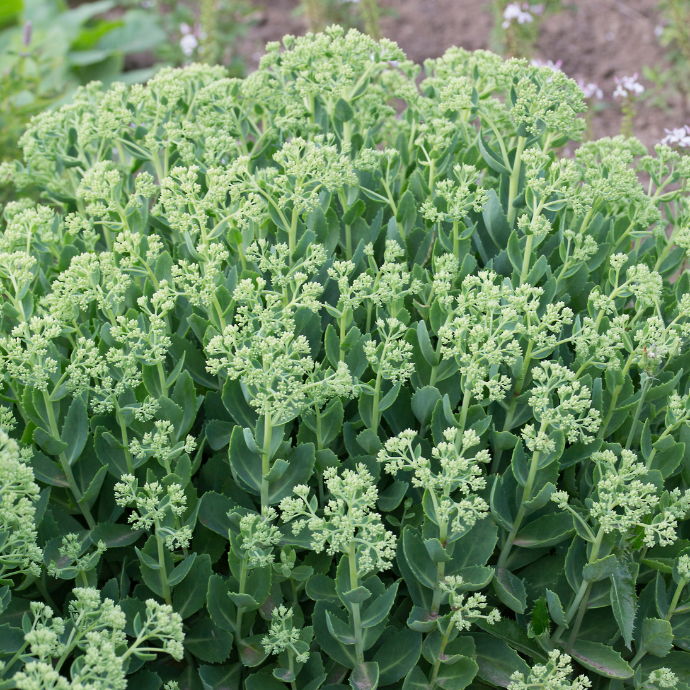 Autumn Joy Sedum