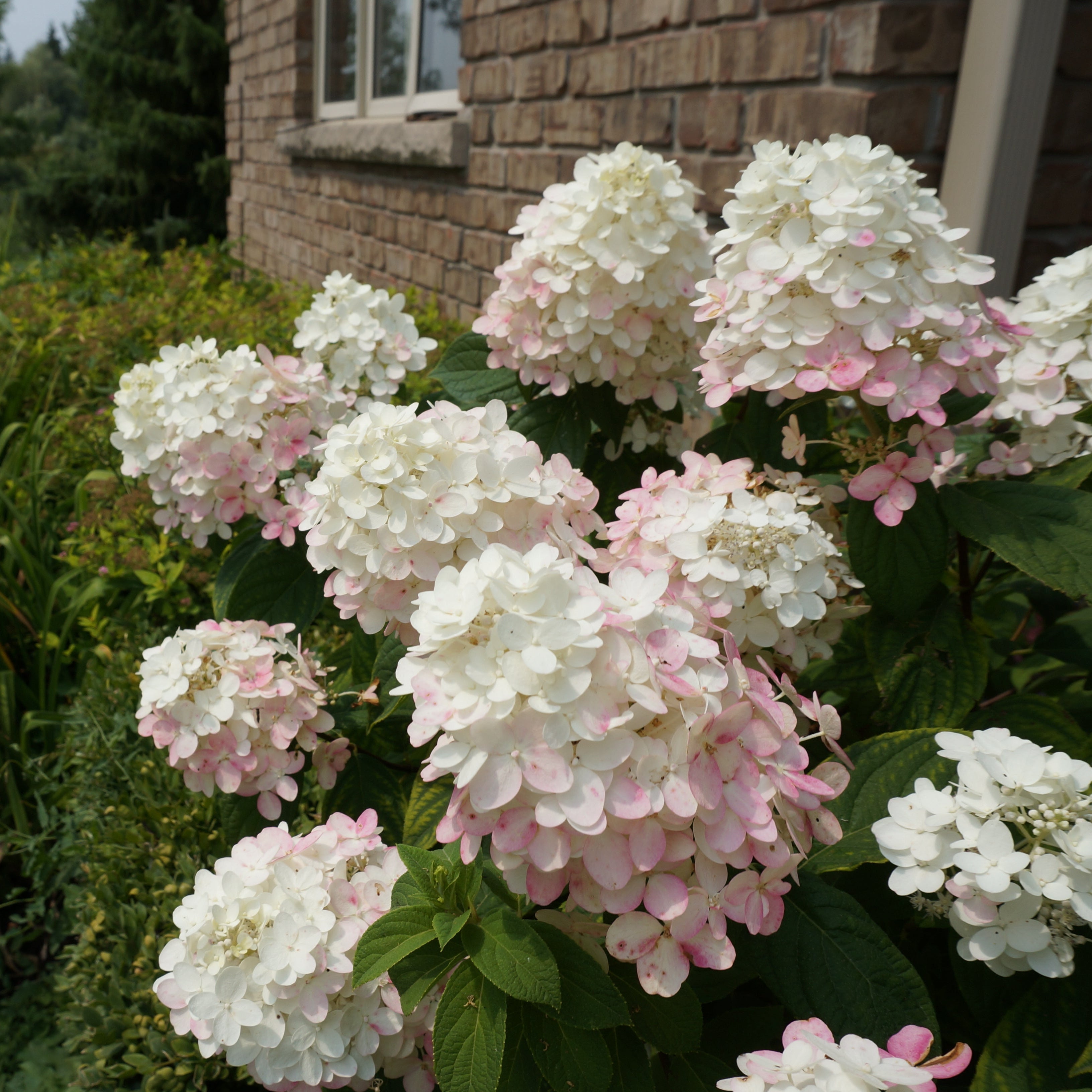 Bobo Hydrangea