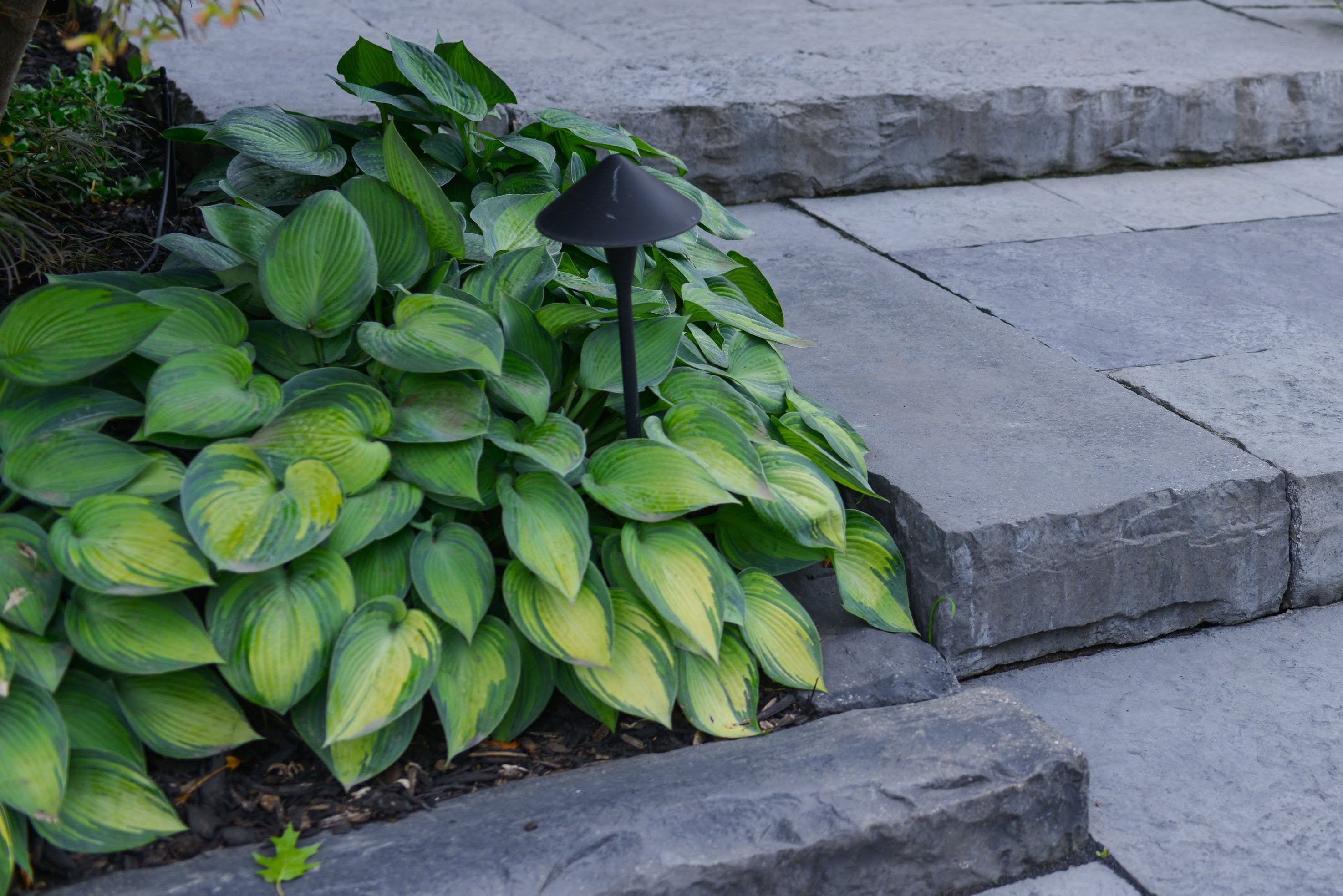 June Hosta