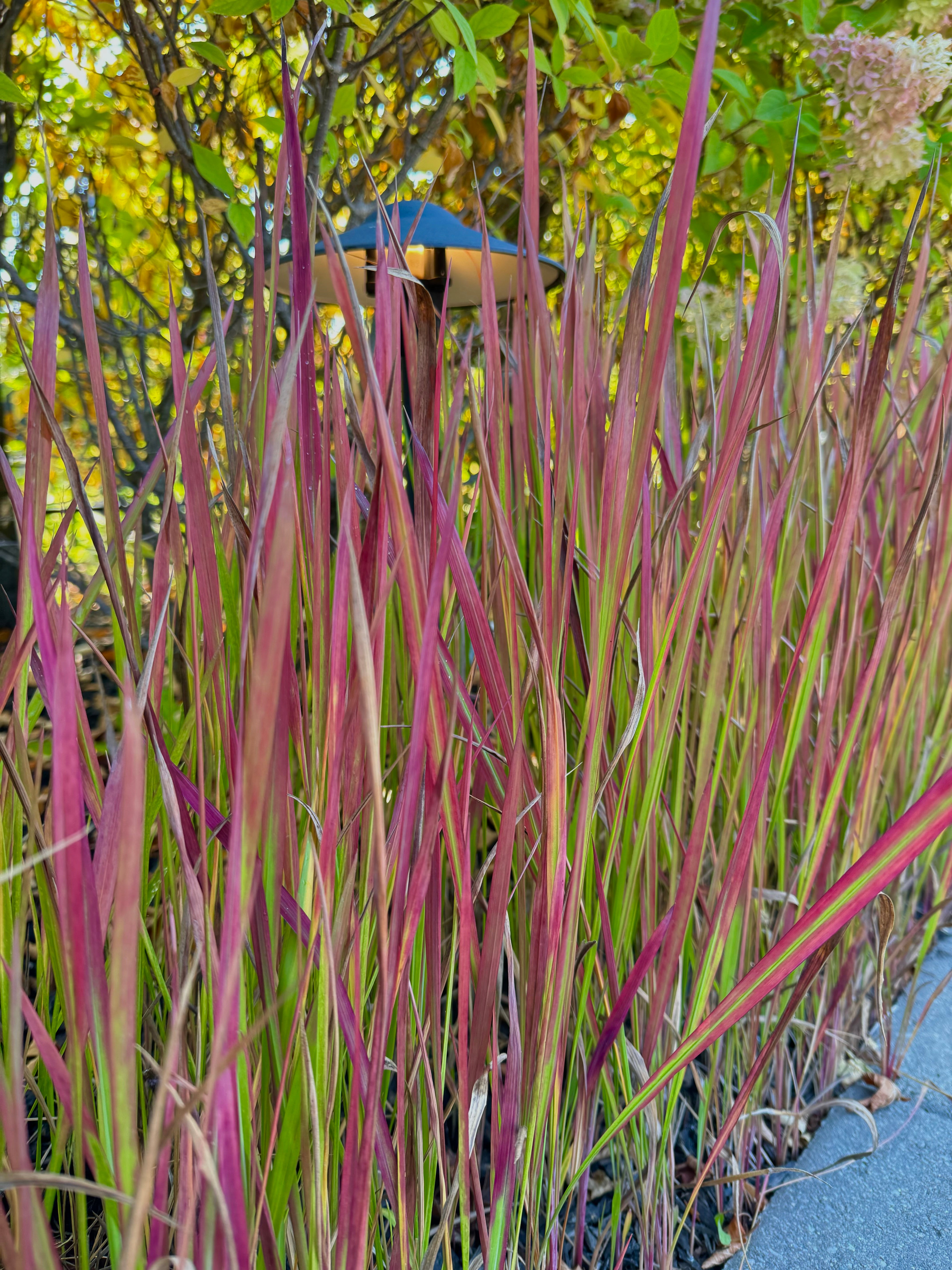 Red Baron Japanese Blood Grass
