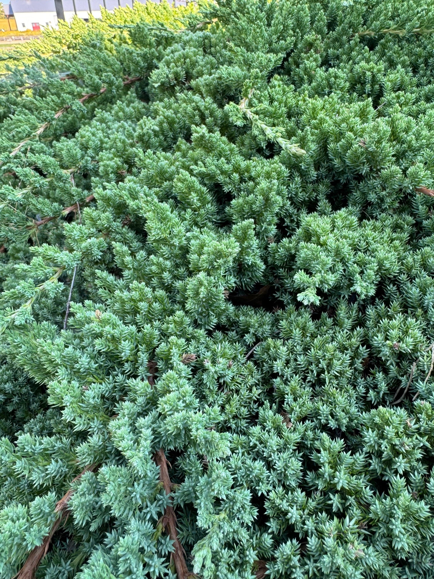 Japanese Garden Juniper