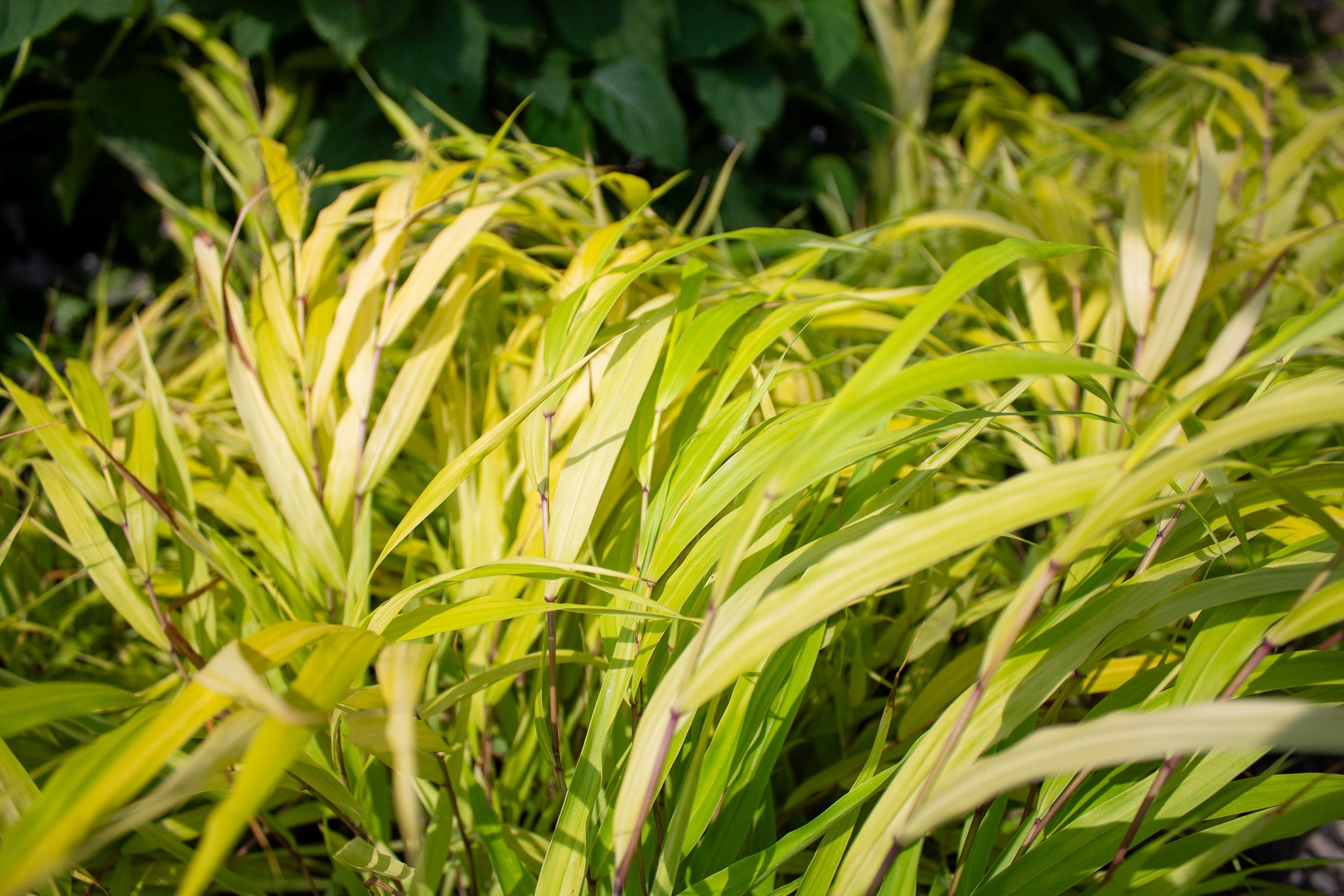 All Gold Hakone Grass