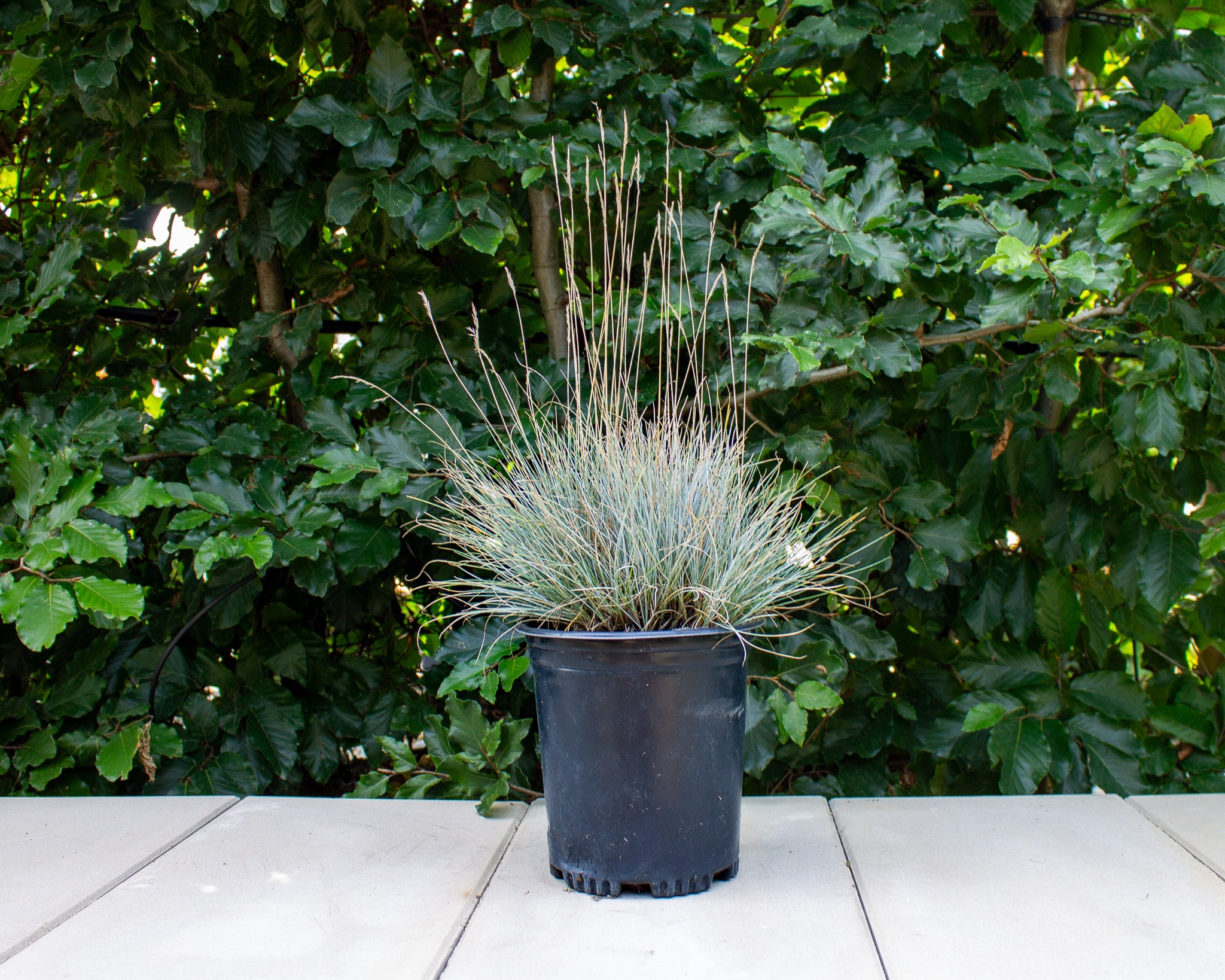 Elijah Blue Fescue