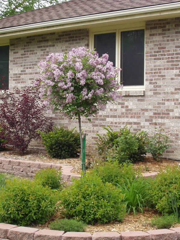 korean lavender tree Dwarf Korean Lilac Standard – Hollander Plant Pros
