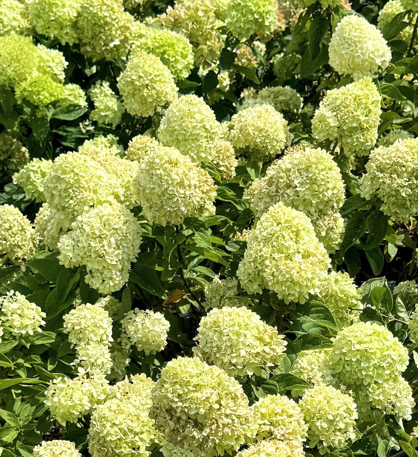 Little Lime Hydrangea