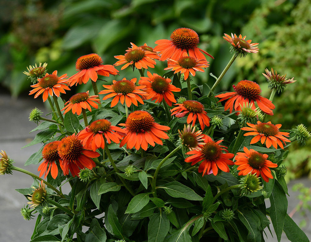 Adobe Orange Echinacea