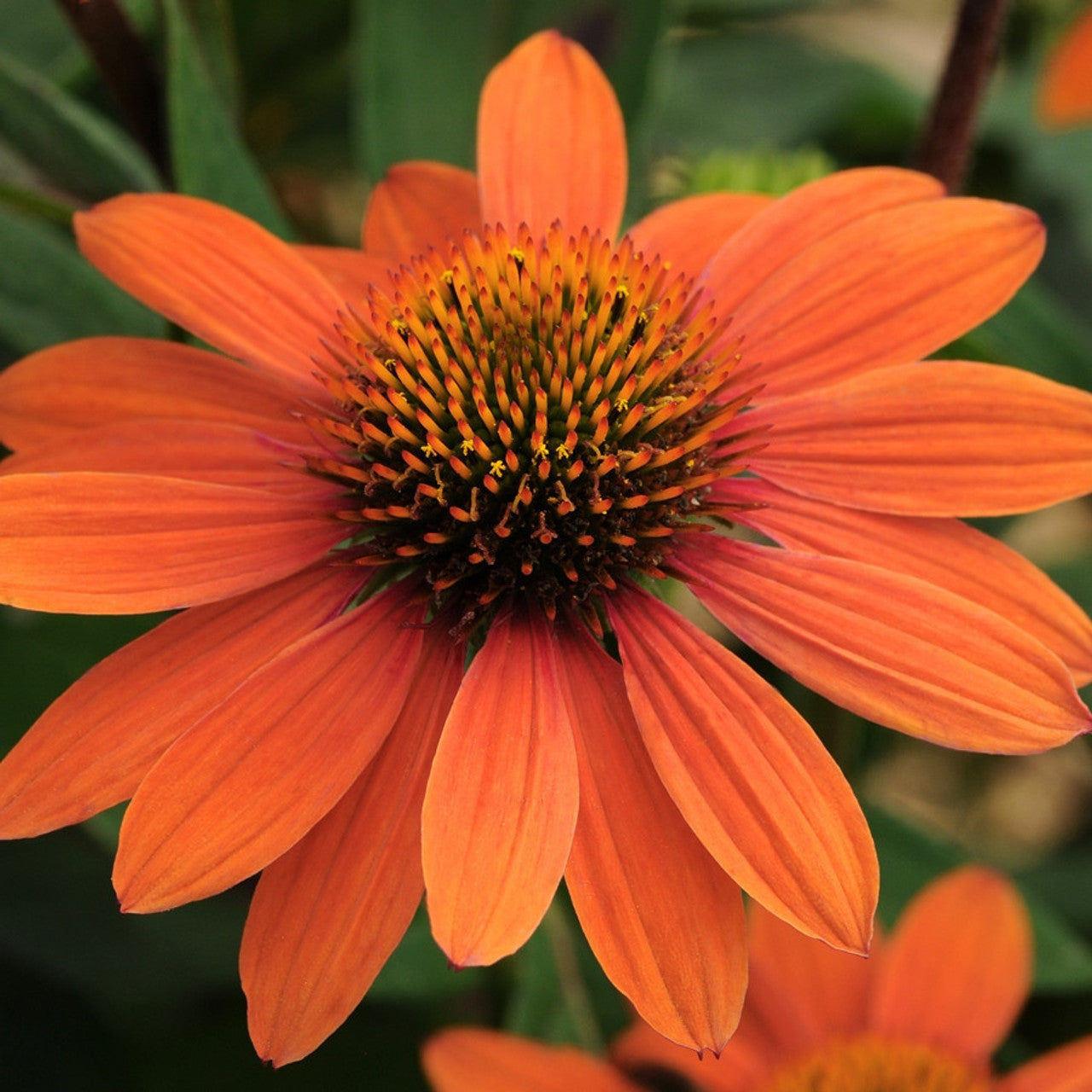 Adobe Orange Echinacea