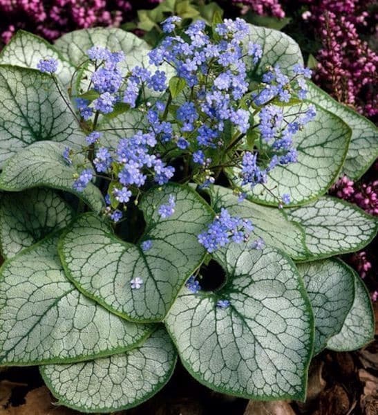 Alexander's Great Brunnera