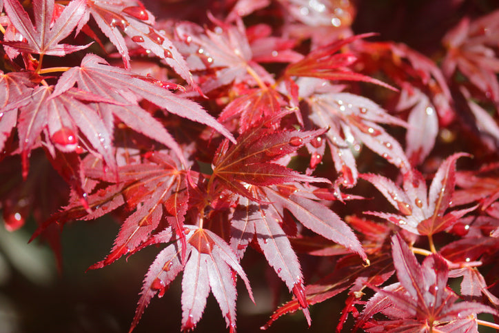 Bloodgood Japanese Maple