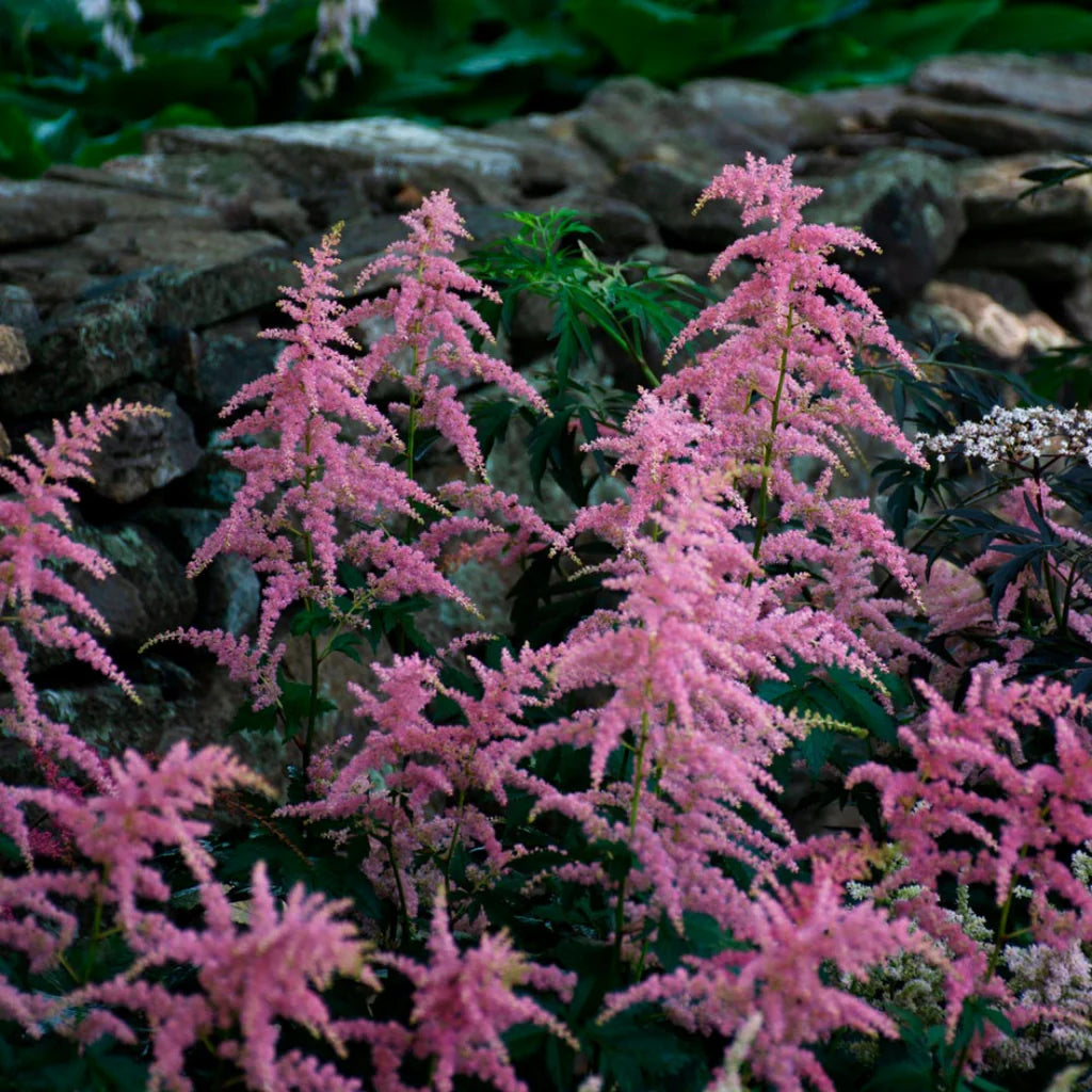 Bressingham Beauty Astilbe