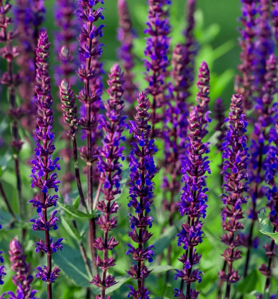 Caradonna Salvia