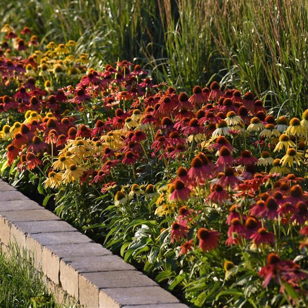 Cheyenne Spirit Echinacea