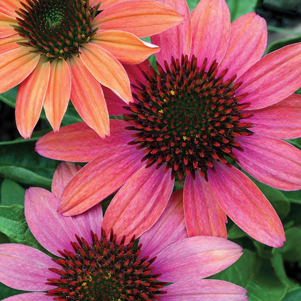 Cheyenne Spirit Echinacea