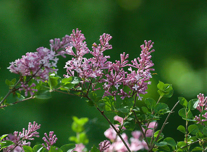 Dwarf Korean Lilac