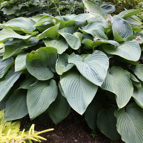 Empress Wu Hosta