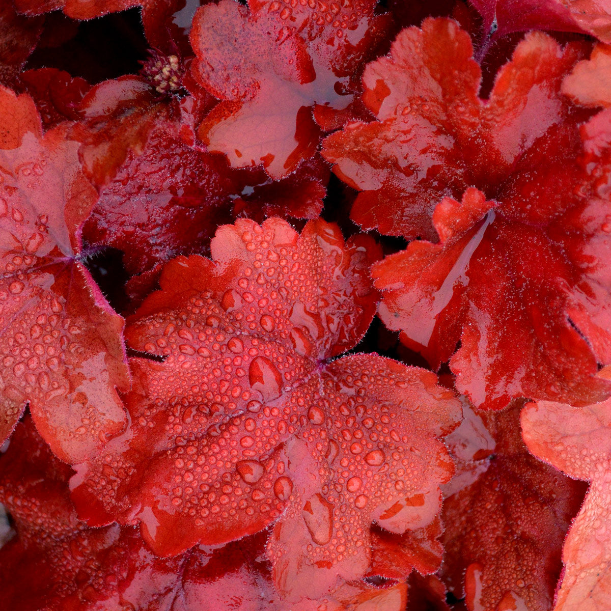 Fire Alarm Coral Bells