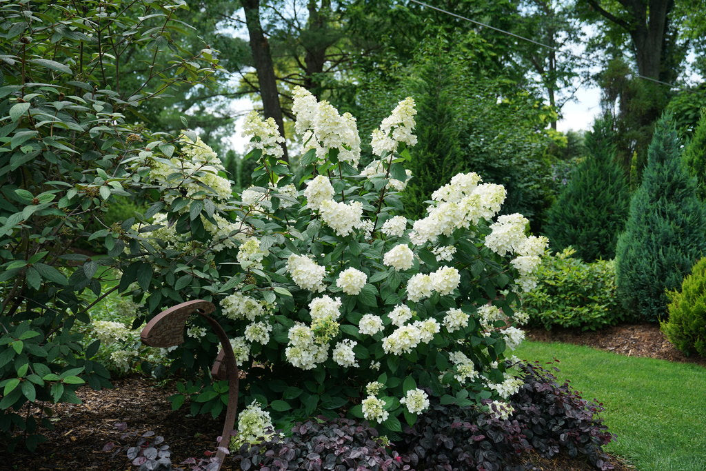 Fire Light Hydrangea