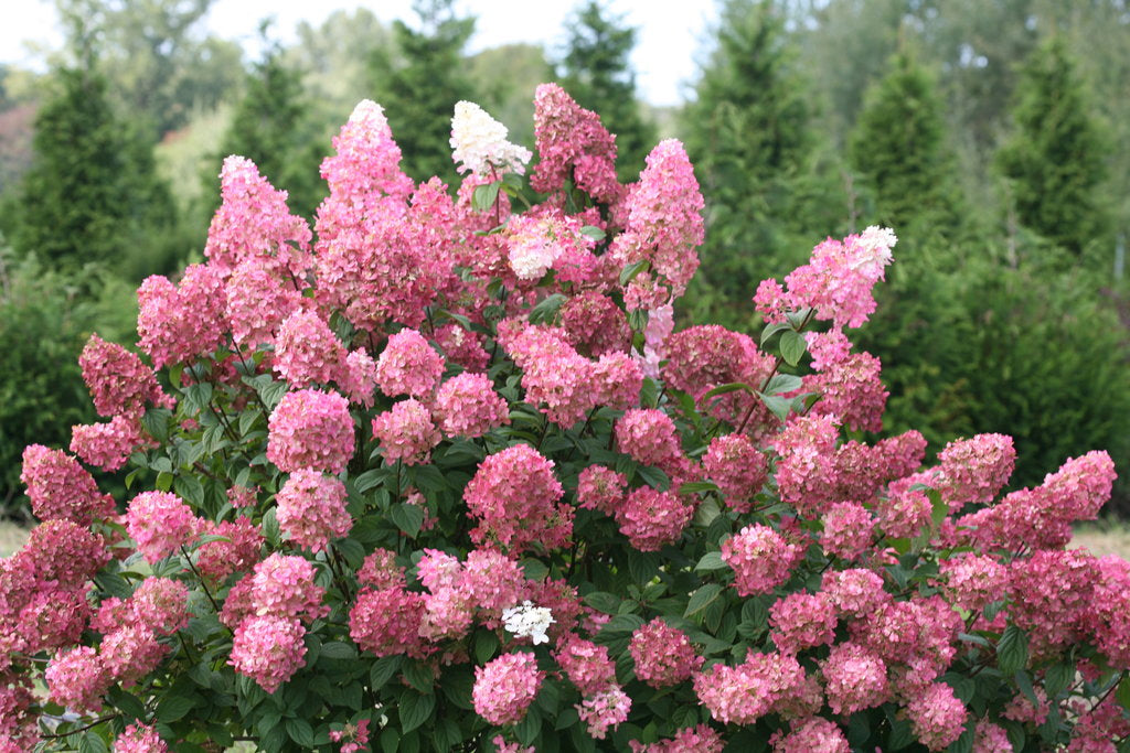 Fire Light Hydrangea