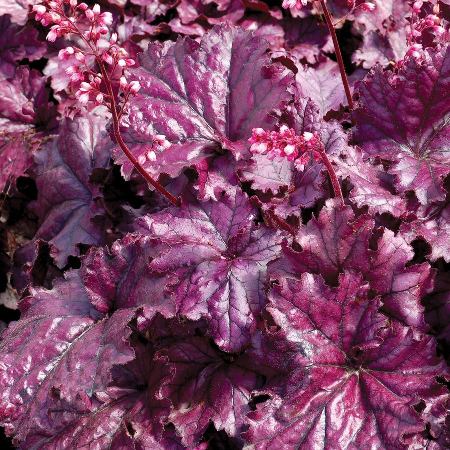 Forever Purple Coral Bells