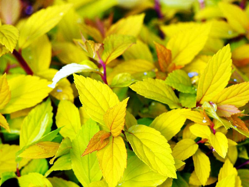 Gold Mound Spirea