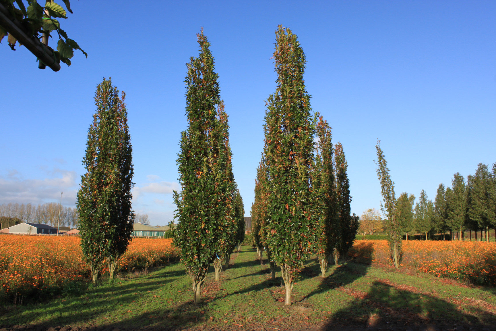 Green Pillar Oak