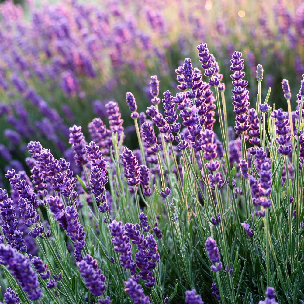 Hidcote Lavender