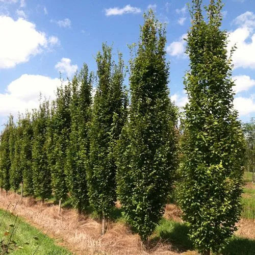 European Hornbeam