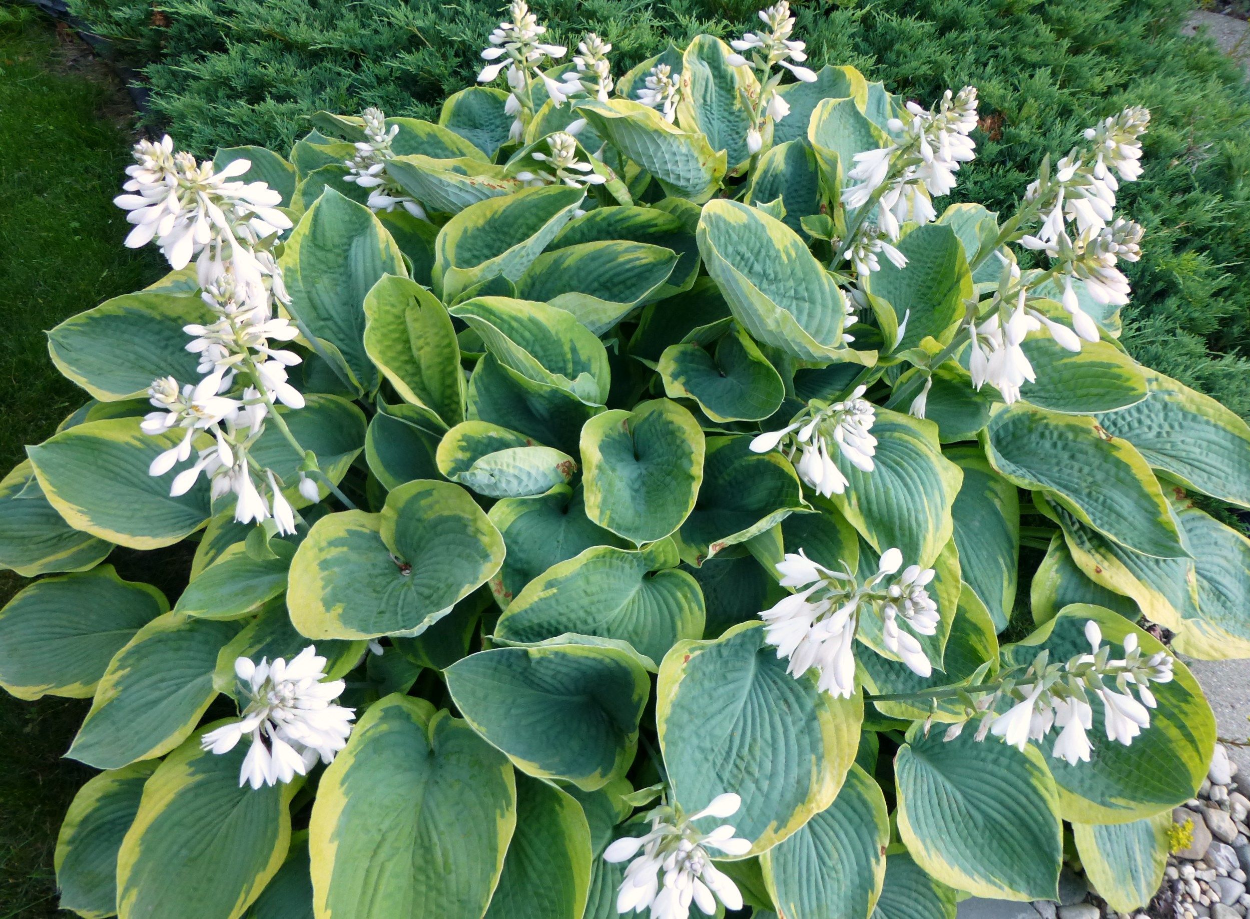 Frances Williams Hosta