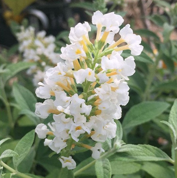 Ice Chip Butterfly Bush