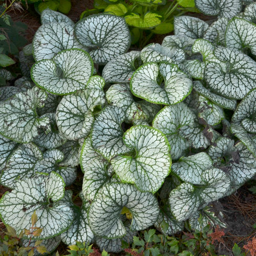 Jack Frost Brunnera