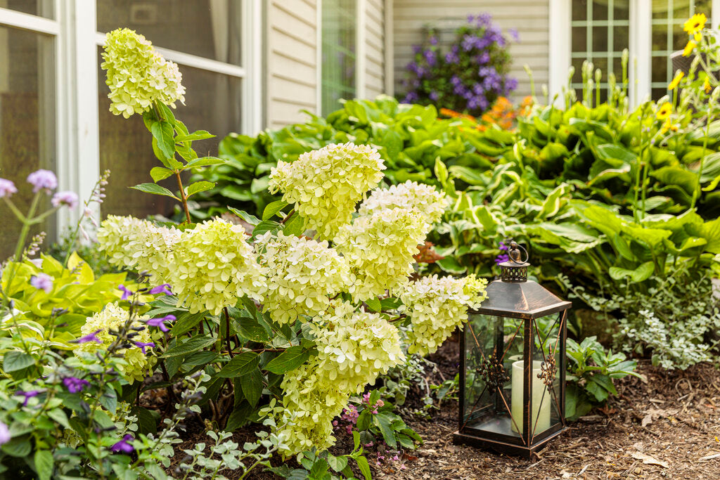 Little Lime Hydrangea