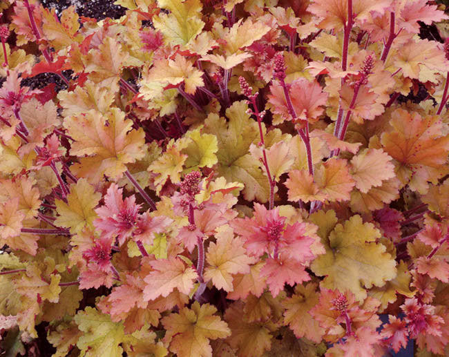 Marmalade Coral Bells