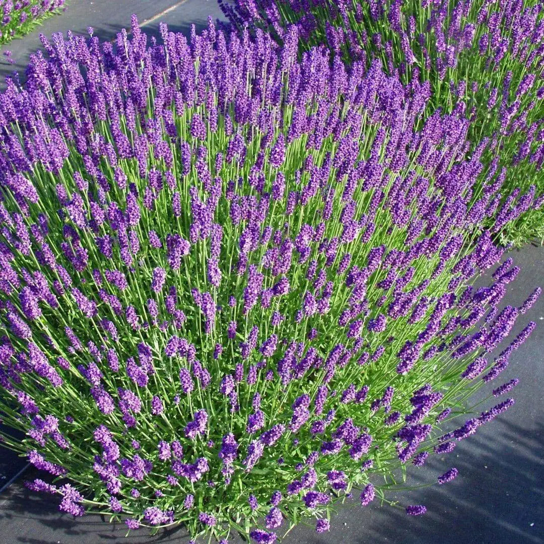 Munstead Lavender