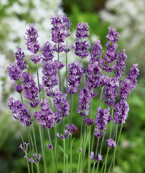 Munstead Lavender