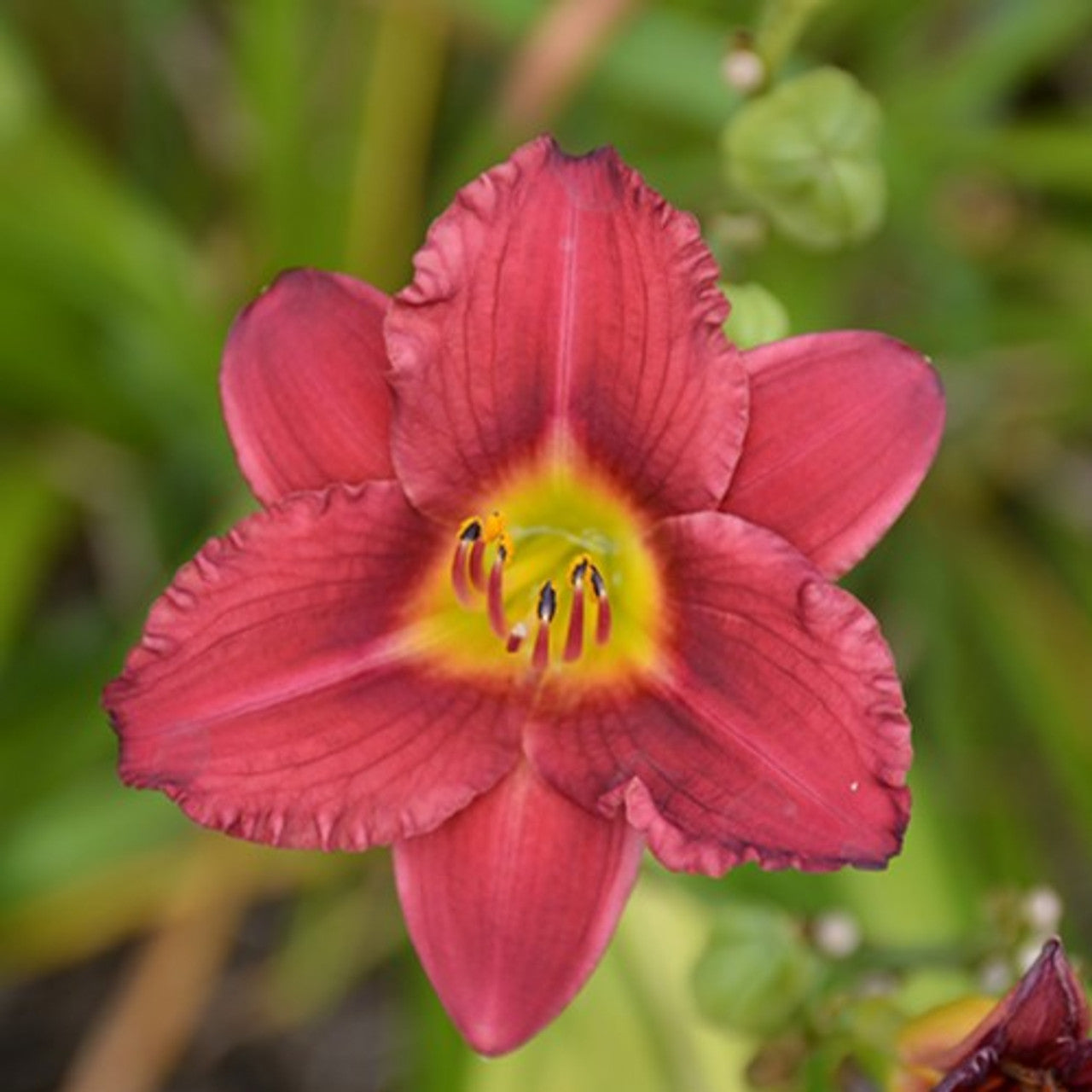 Pardon Me Daylily