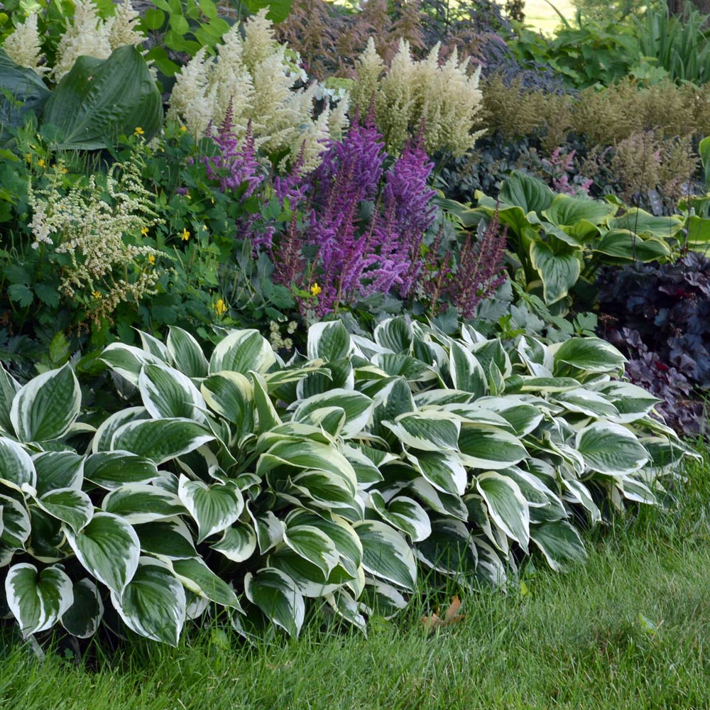 Patriot Hosta