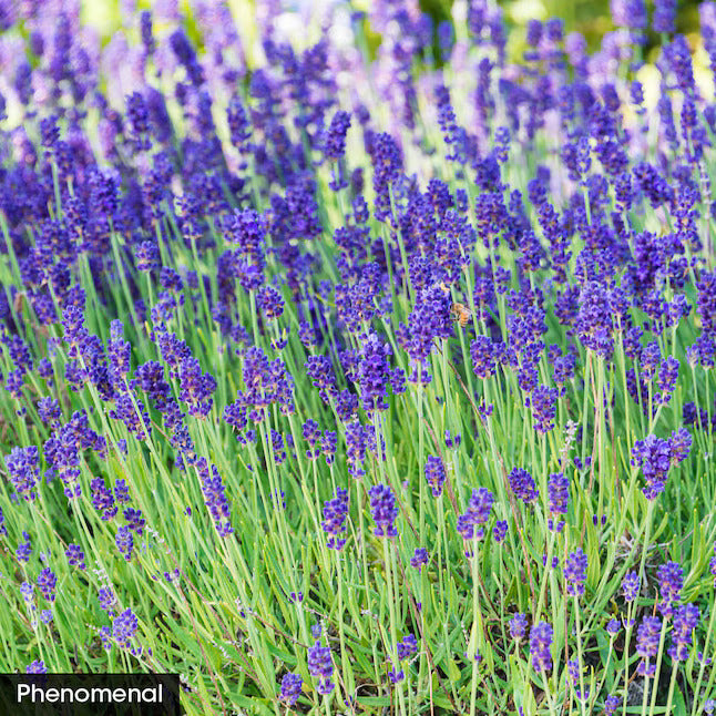 Phenomenal Lavender