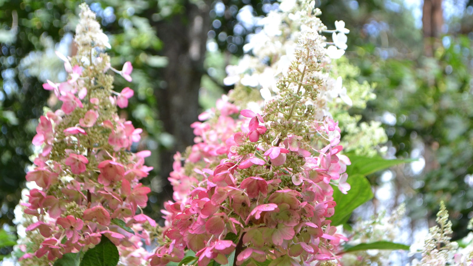 Pinky Winky Hydrangea Standard