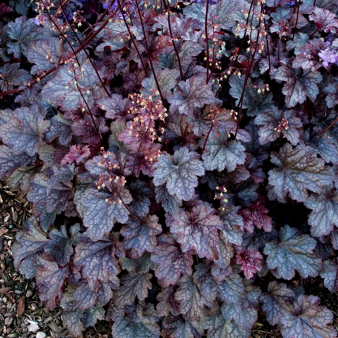 Plum Pudding Coral Bells