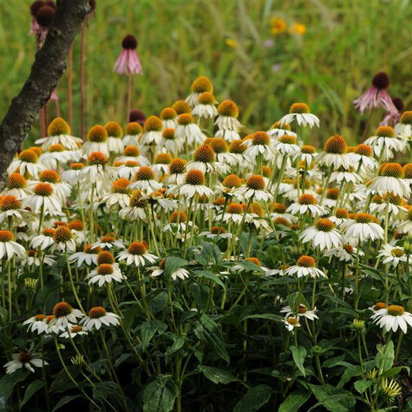PowWow White Echinacea