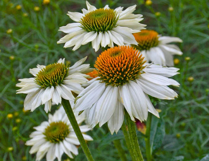 PowWow White Echinacea