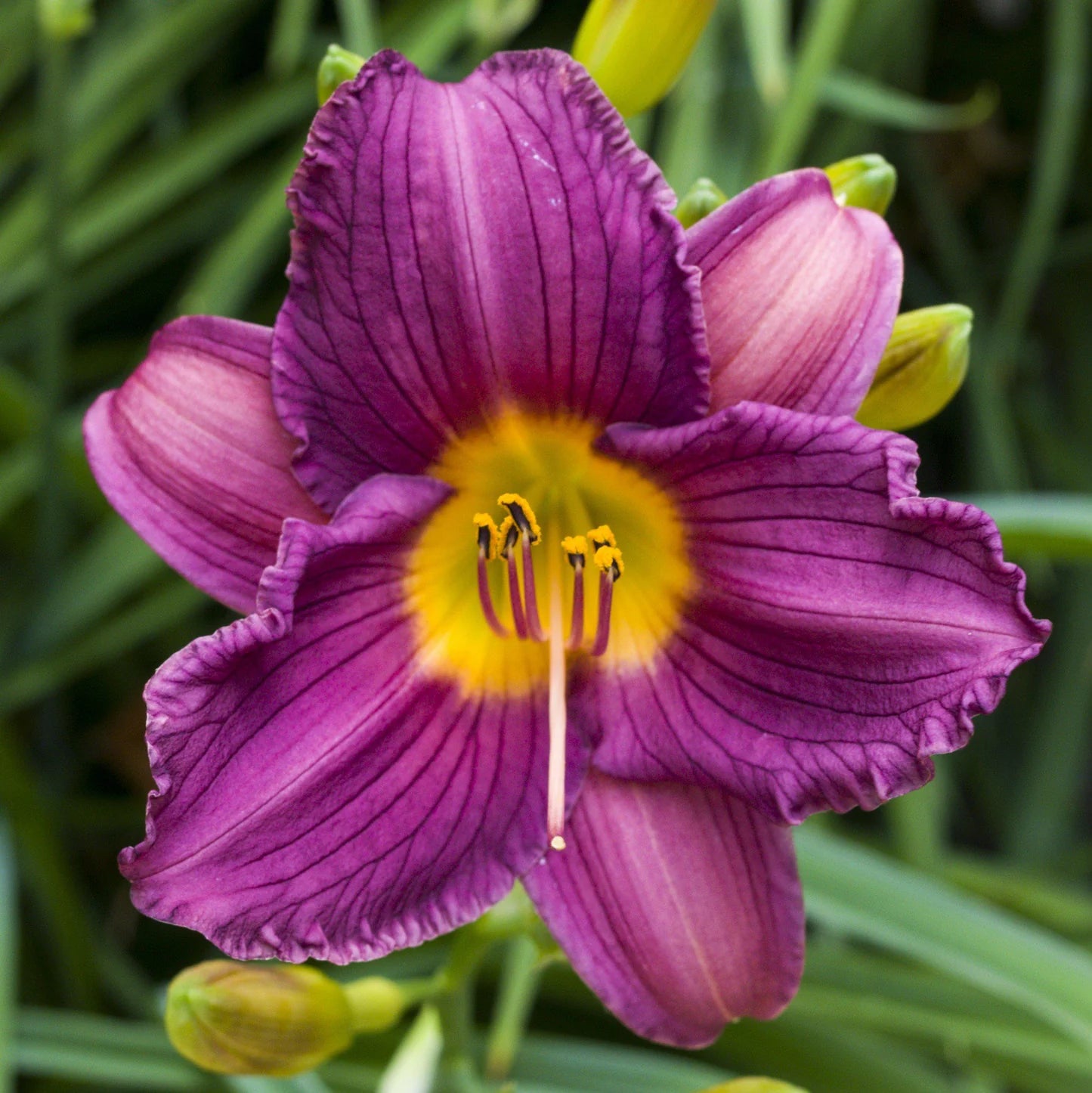 Purple D’oro Daylily