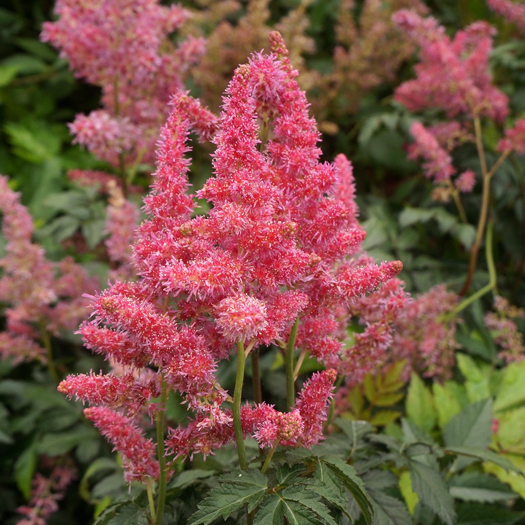 Rheinland Astilbe