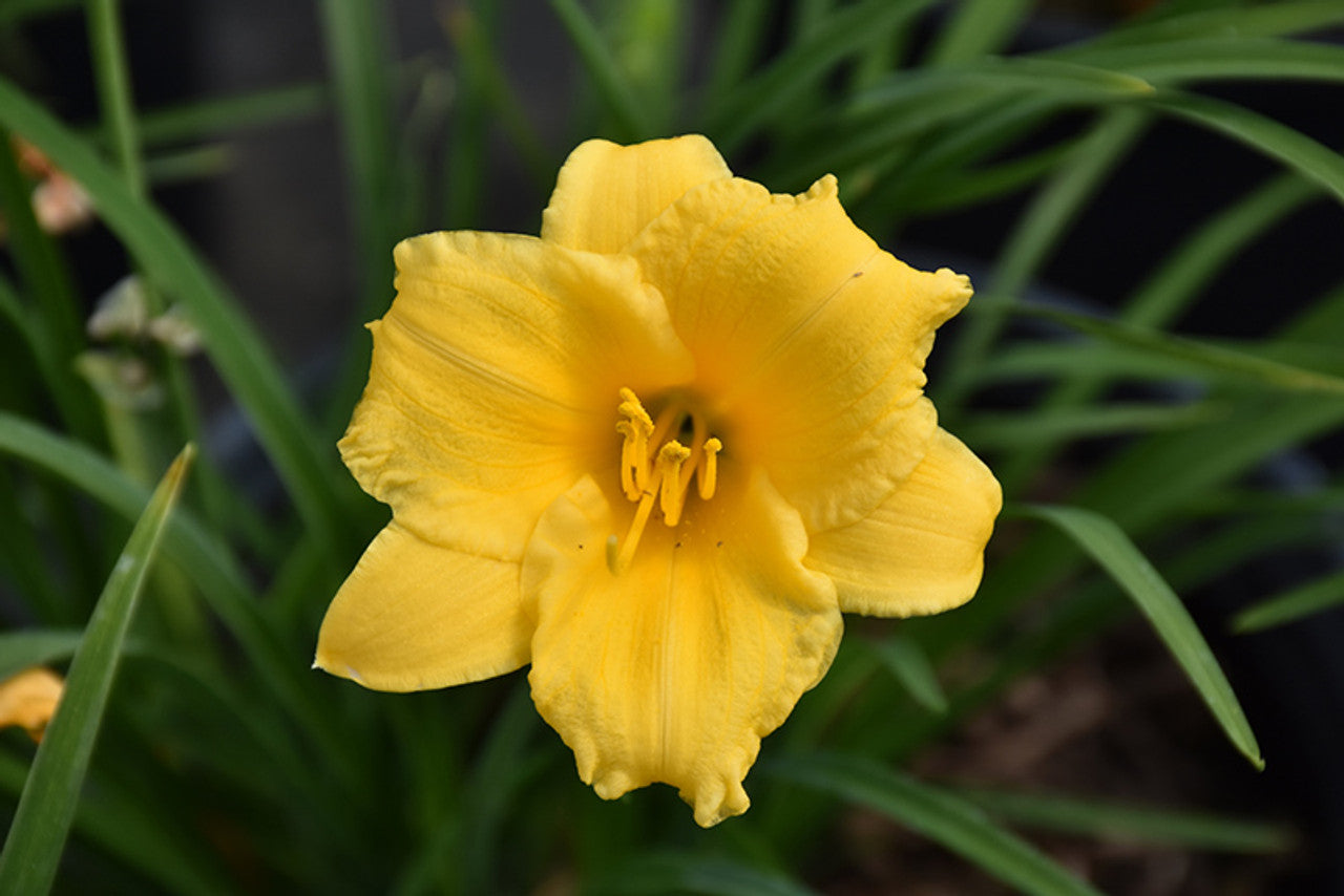 Stella D’oro Daylily
