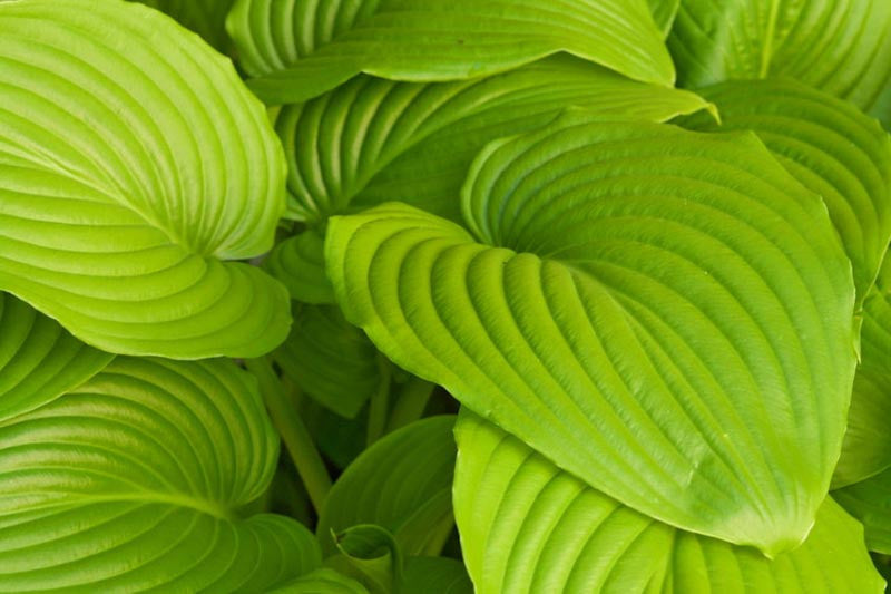 Sum & Substance Hosta
