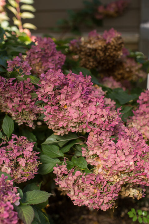 Vanilla Strawberry Hydrangea