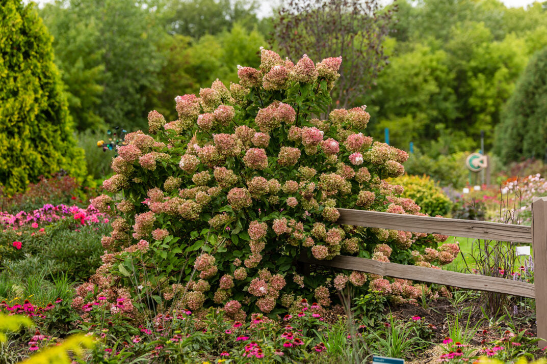 Vanilla Strawberry Hydrangea