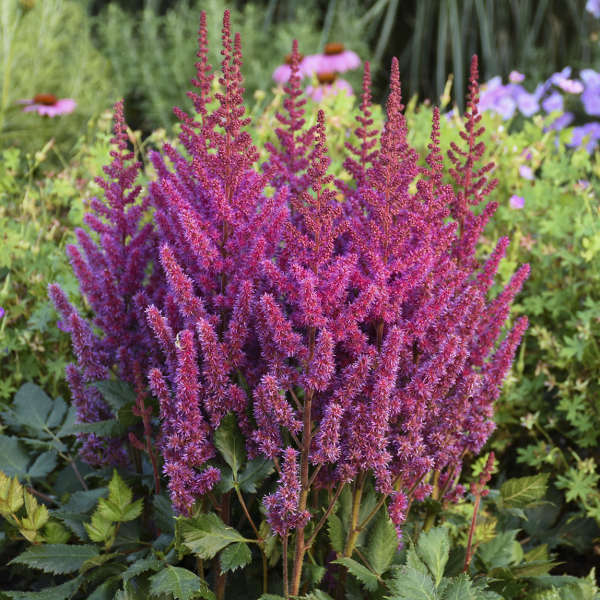 Visions Astilbe