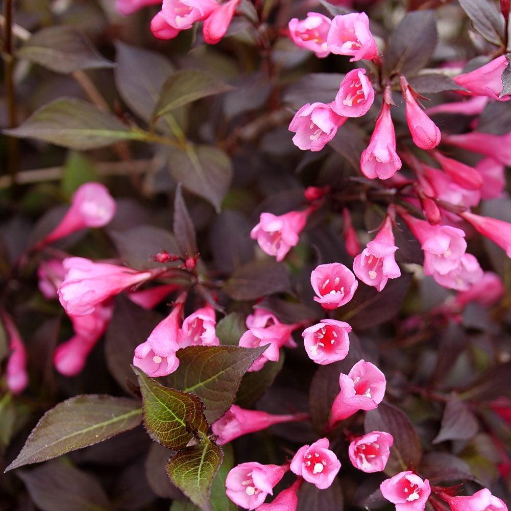 Wine and Roses Weigela